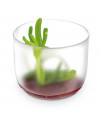 GIRO FROSTED VERRINE 6CL